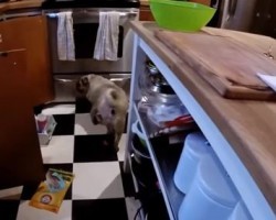 This Owner’s Response to Where He Finds His Pug in the Kitchen is Outrageously Hilarious!