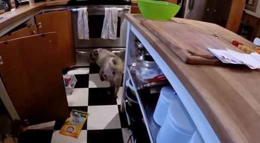 dog making a mess in kitchen