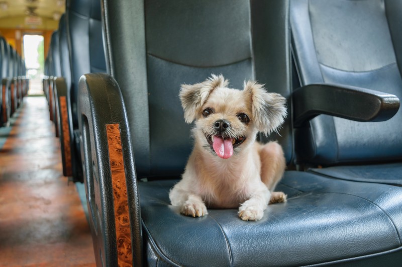 dog on train