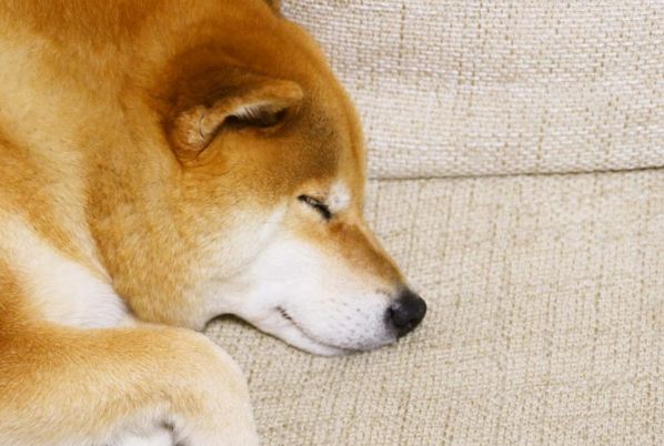 dog sleeping