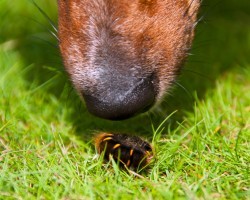 Why You Shouldn’t Allow Your Pooch to Eat Bugs – Some Can Actually Harm Them!