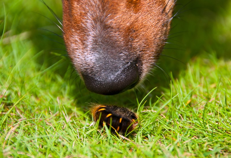 dog sniffing worm