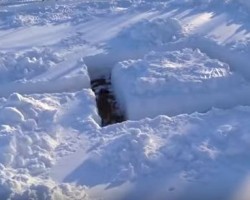 This Doggy Snow Maze is Incredible – You Gotta See This Dog Explore Every Corner of it!