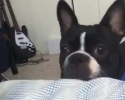 When Owners Just Want to Sleep, Their Mischievous Doggies Do THIS…