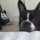 When Owners Just Want to Sleep, Their Mischievous Doggies Do THIS…