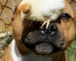 9 Photos That Show Us That ‘Dangerous Dog Breeds’ Are Actually Very Loving