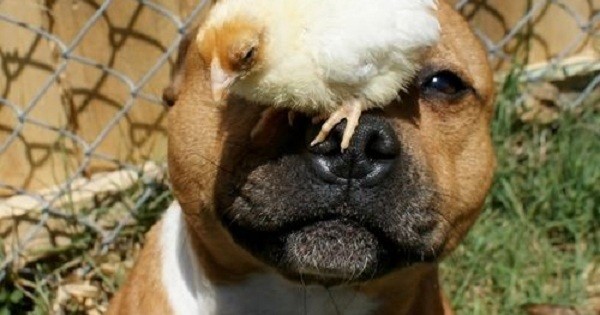 dog with chick