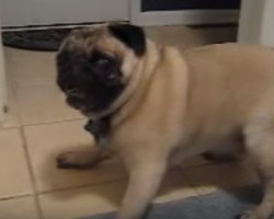 As Pug Spazzes Out, We Can’t Help but FREAK Out!