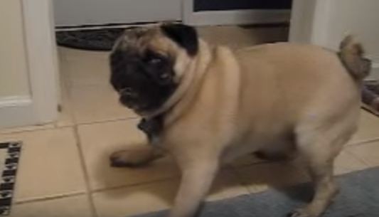 freaking out pug