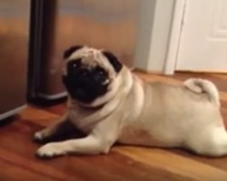 These Pugs Will Crack You Up – Just Wait Until You See the Pug at 3:00!