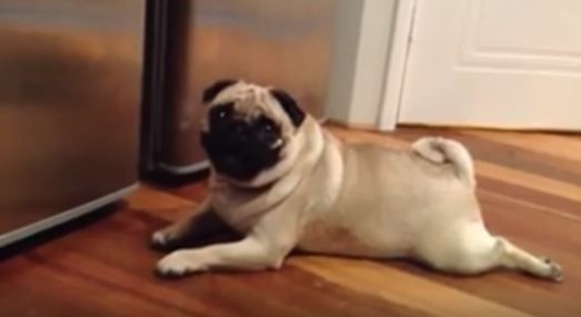 funny pug