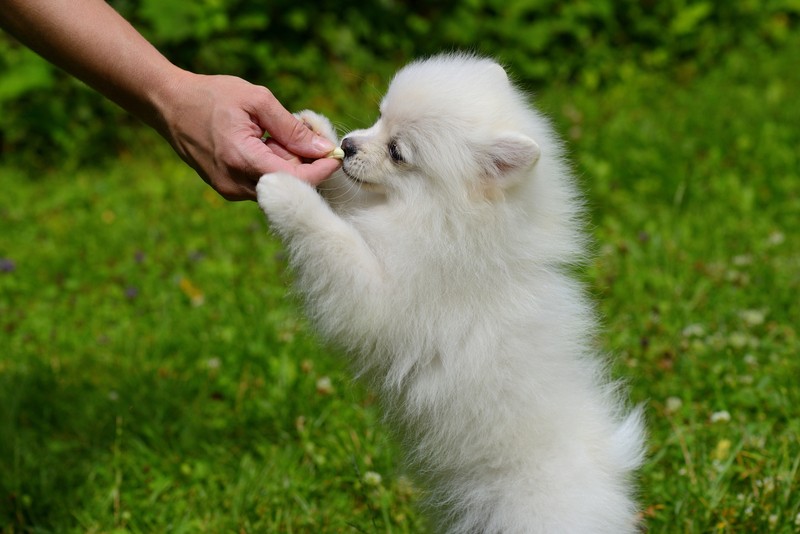 giving a dog a treat