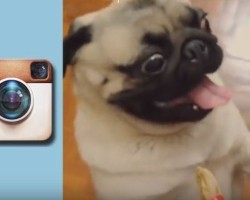 This Instagram Pug Compilation is Awesome – Just Wait Until You See the Jamming Pug at 4:18!