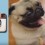 This Instagram Pug Compilation is Awesome – Just Wait Until You See the Jamming Pug at 4:18!