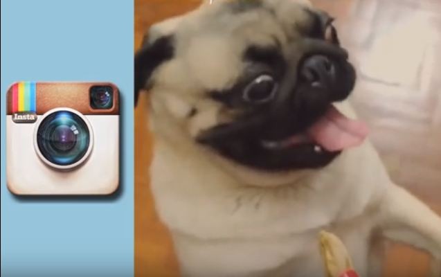 hyper Instagram pug