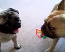 When This Frenchie and Pug Get Together it’s Double Trouble – Better Watch Out, LOL!