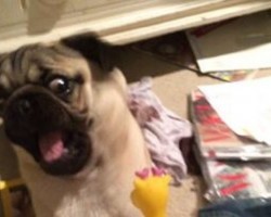 There’s NO WAY This Pug Wants Anything to Do With His New Giraffe Toy