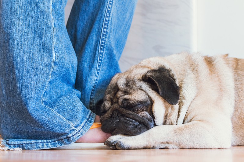 pug and human together