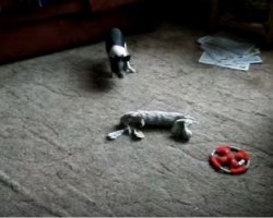 A Pug and Pig Like to Play Together and with Toys too?! This is SO Cute!