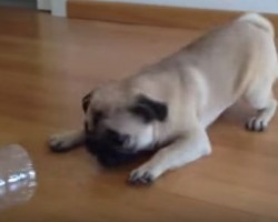 Pug Feels He Needs to Attack His Water Bottle Toy by Barking? Adorable!