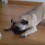 Pug Feels He Needs to Attack His Water Bottle Toy by Barking? Adorable!