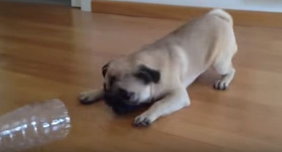 pug attacking a water bottle