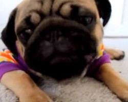 You’re Invited to a Pug Party and You’ll Never Guess What He’s Eating…