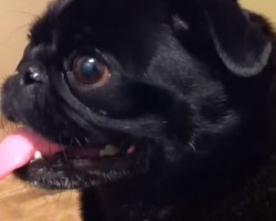 Pug’s Reaction to an iPhone is One You’ve NEVER Seen Before, Guaranteed!