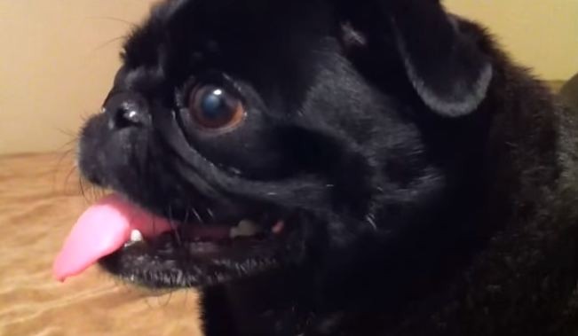 pug hates the iPhone