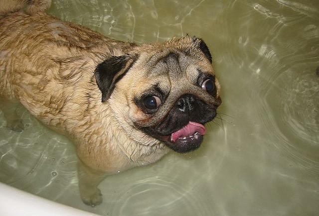 pug in the tub