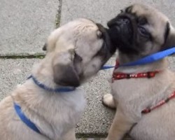 The Perfect Progression of a Pug Kiss…