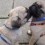 The Perfect Progression of a Pug Kiss…