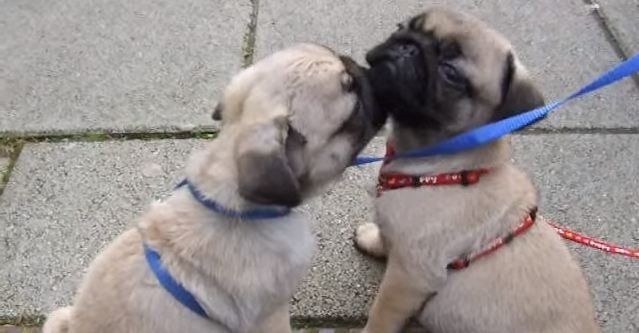 pug kiss on the cheek
