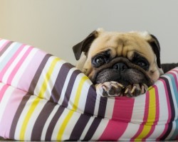 Do You Have the Perfect Dog Bed for Fido? Here’s How to Select the Right One!