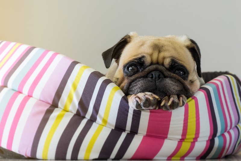 pug on a dog bed