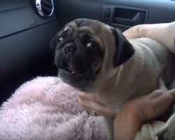 (Video) I Can’t Believe These Pugs Freak Out When Dad Leaves the Car and… Scream?!