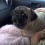 When These Screaming Pugs Throw a Fit, I Let Out a Gasp – It’s THAT Crazy!