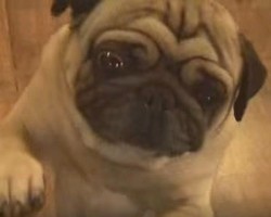 I Can’t Get Over This Pug’s ‘Secret Activity’ – His Talent is SO Incredible it’s Shocking!