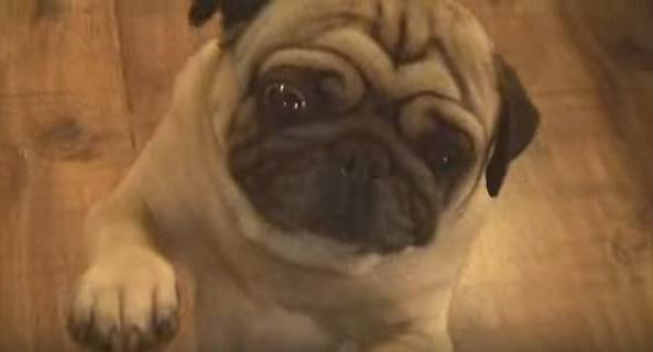 pug shaking his body