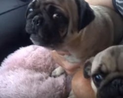 (VIDEO) Watch How These Pugs Freak Out When Dad Leaves the Car and Scream!