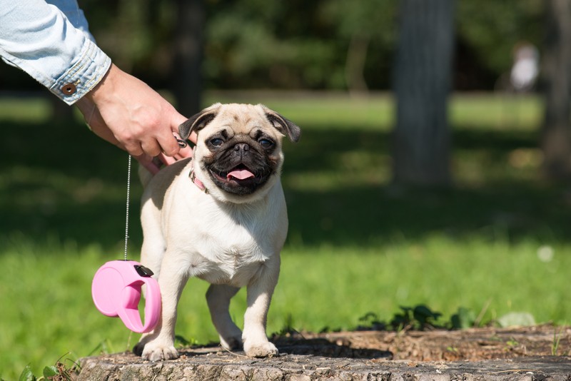 pug with retractable leash