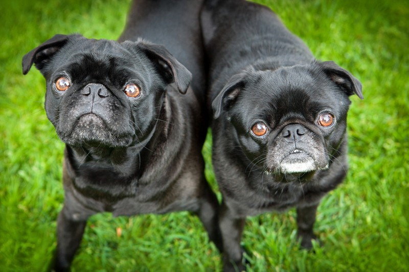 pugs in the grass