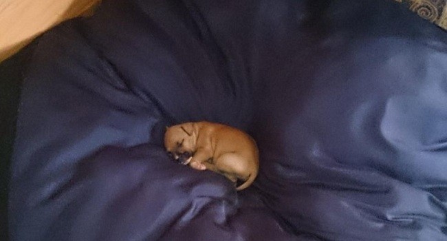 puppy on huge pillow