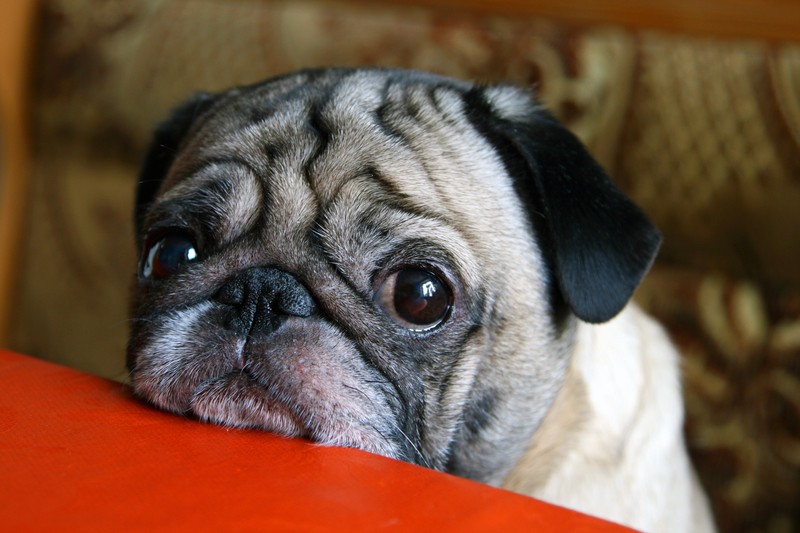 sad and sick pug