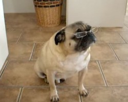This Intellectual Pug Can Out Smart Your Pug Any Time – LOL!