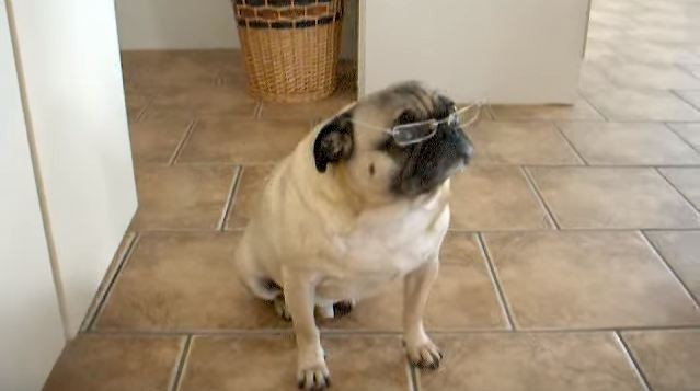 smart pug