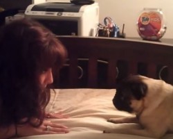 When This Mom Teaches Her Pug to Roll Over it Doesn’t Go as Planned – LOL!