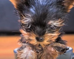 You’ll Gasp When You See Just How Tiny This Full Grown Dog Is – I Did!
