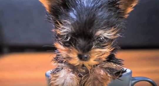 tiny yorkie