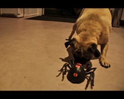 When Confronted With a Spider, Pablo the Pug is Scared Out of His Dog-Gone Mind!